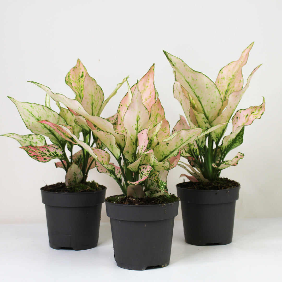 Aglaonema Rosy Foliage Dreams