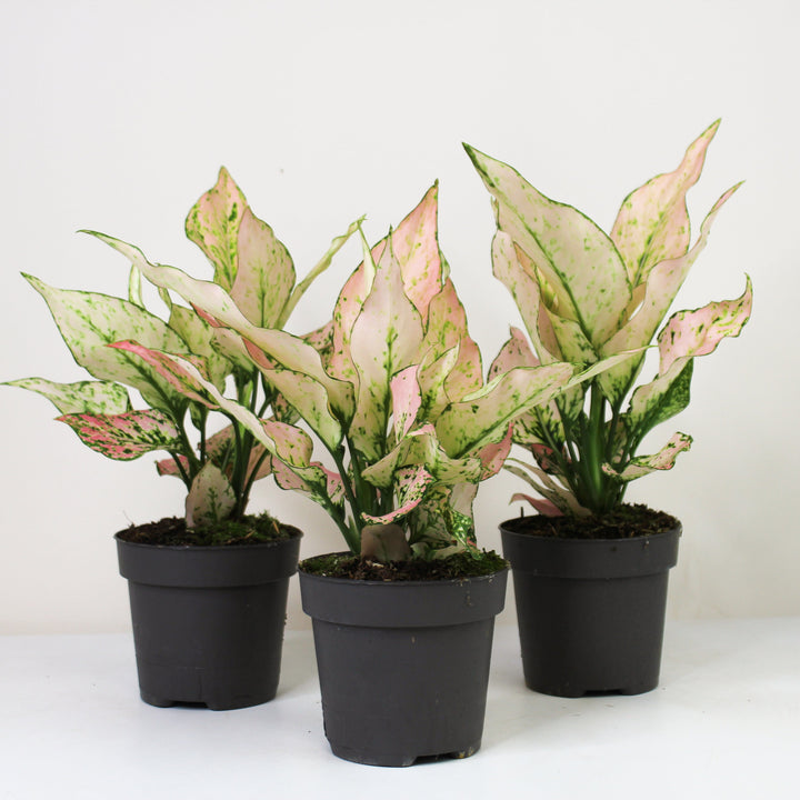 Aglaonema Rosy Foliage Dreams