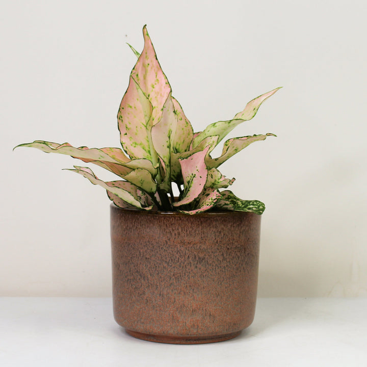 Aglaonema Rosy Foliage Dreams
