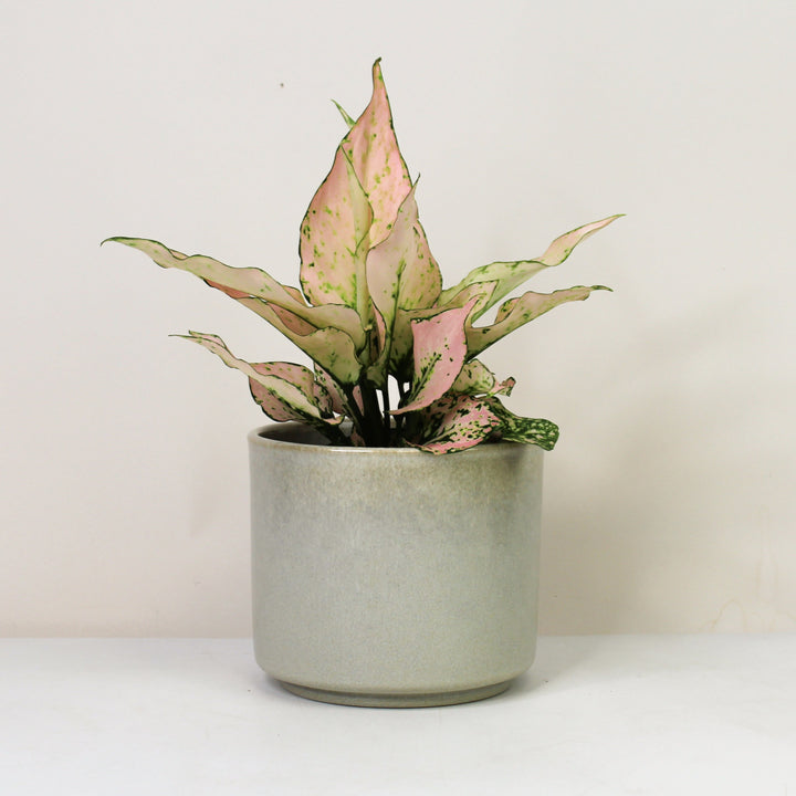 Aglaonema Rosy Foliage Dreams