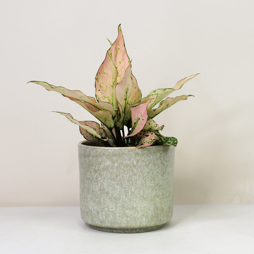 Aglaonema Rosy Foliage Dreams