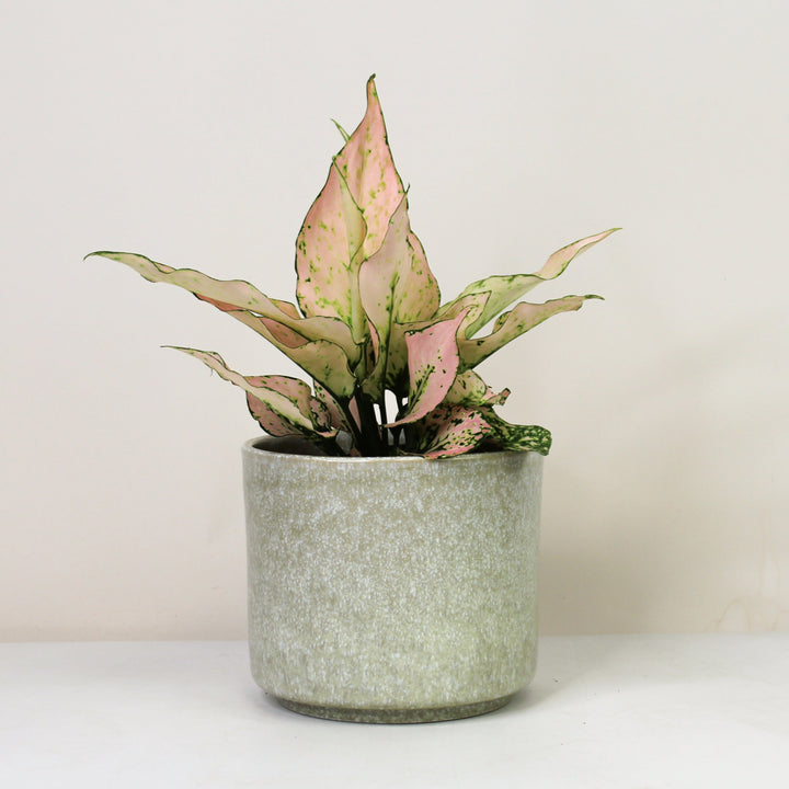 Aglaonema Rosy Foliage Dreams