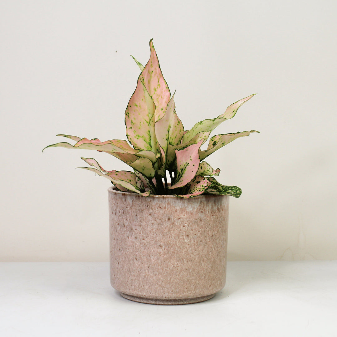 Aglaonema Rosy Foliage Dreams