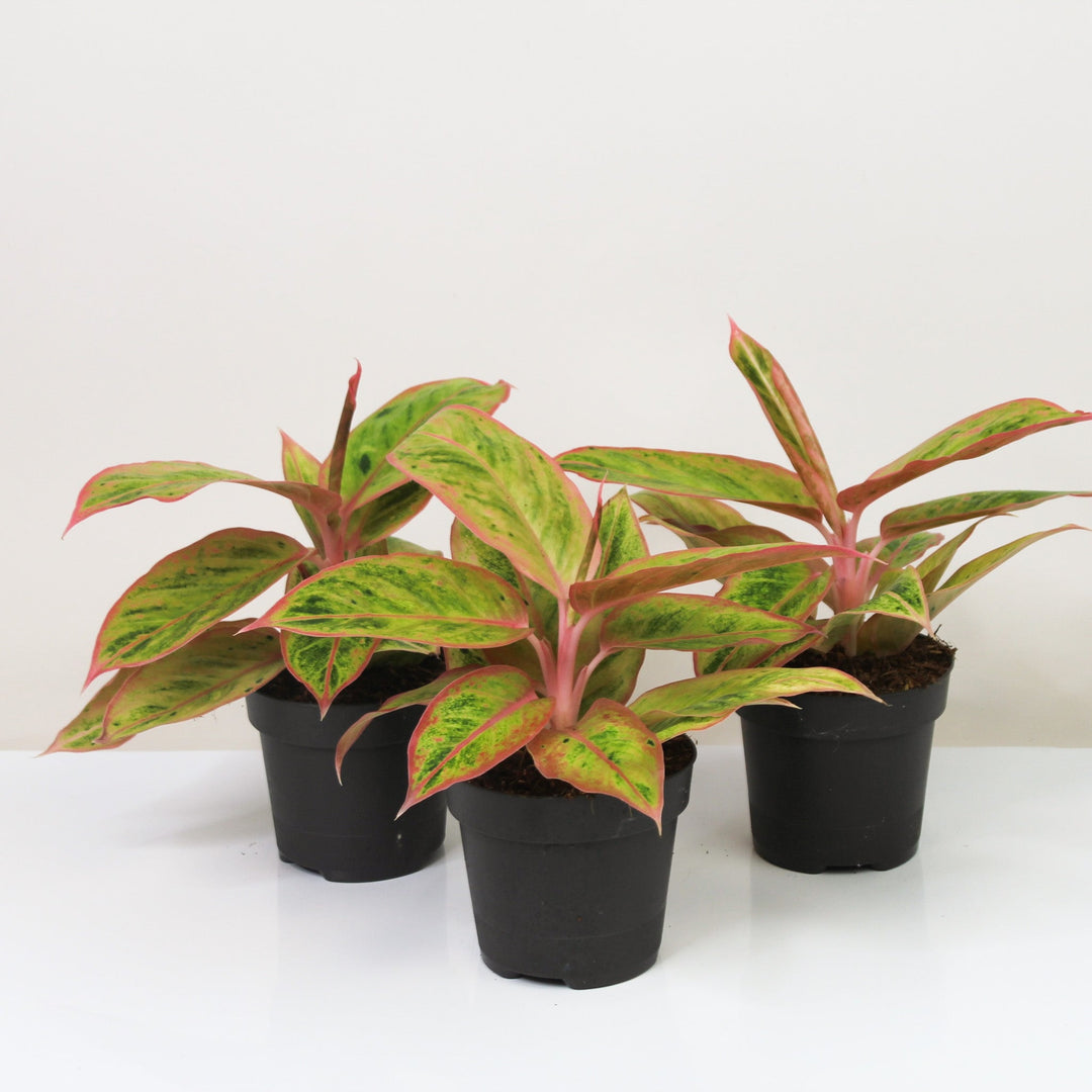 aglaonema salmon Aglaonema Salmon Fantasy – Foliage Dreams
