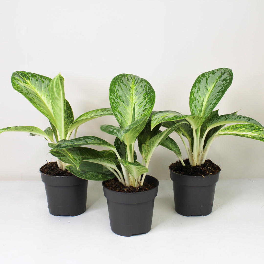 Aglaonema Spicy Bitter Lemon Foliage Dreams