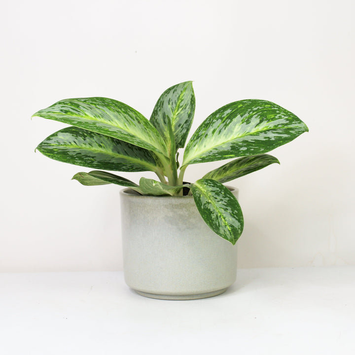 Aglaonema Spicy Bitter Lemon Foliage Dreams