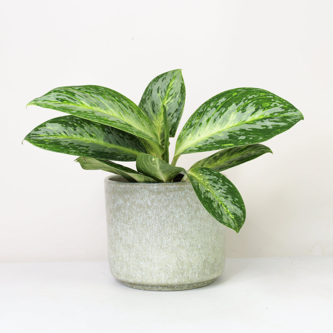 Aglaonema Spicy Bitter Lemon Foliage Dreams