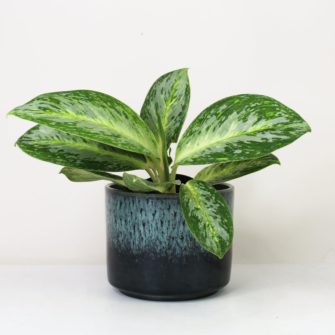 Aglaonema Spicy Bitter Lemon Foliage Dreams