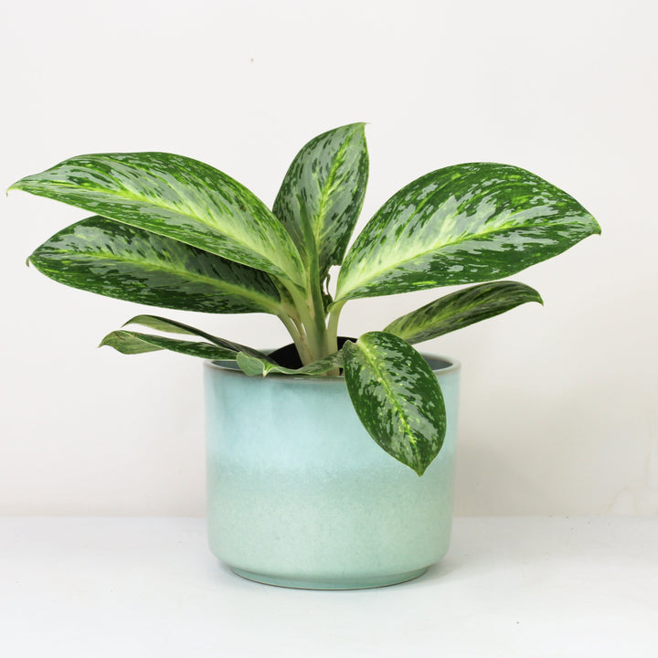 Aglaonema Spicy Bitter Lemon Foliage Dreams
