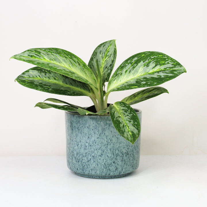 Aglaonema Spicy Bitter Lemon Foliage Dreams