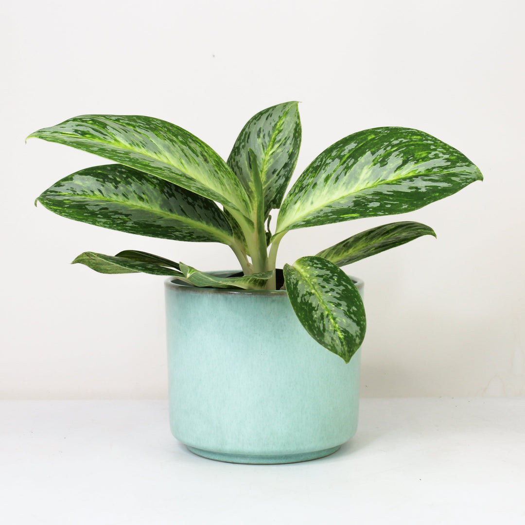 Aglaonema Spicy Bitter Lemon Foliage Dreams