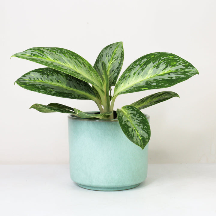 Aglaonema Spicy Bitter Lemon Foliage Dreams