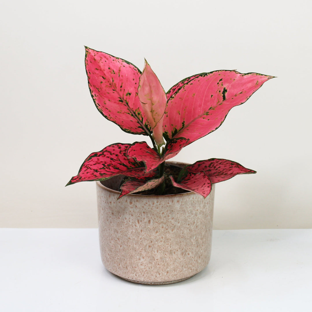 Aglaonema Spicy Pink Foliage Dreams