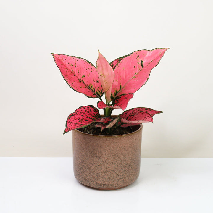 Aglaonema Spicy Pink Foliage Dreams