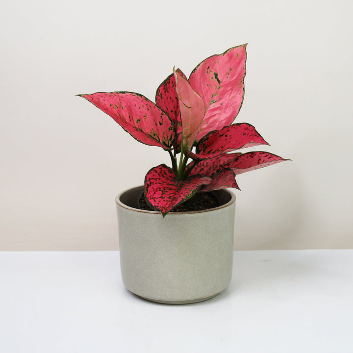 Aglaonema Spicy Pink Foliage Dreams