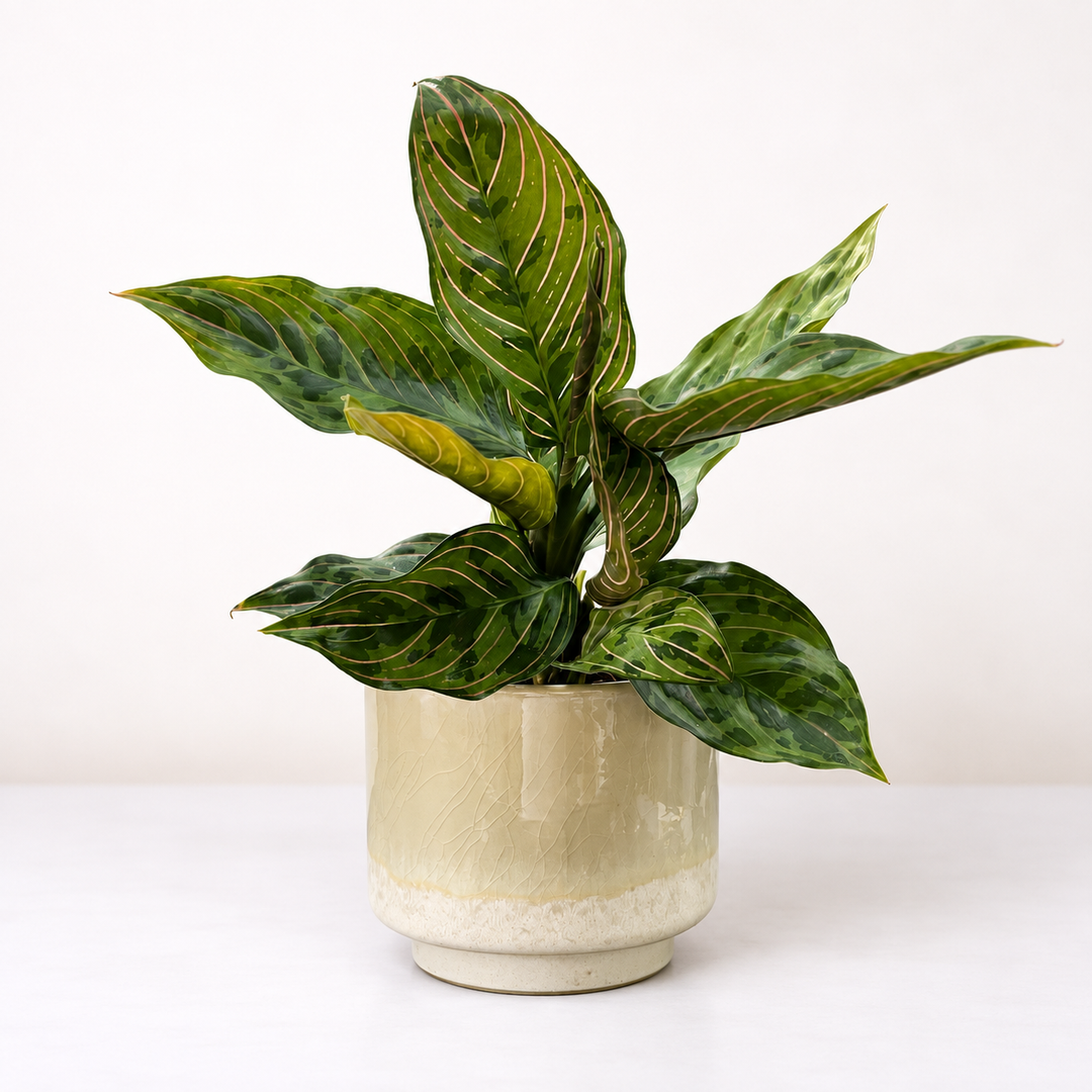 Aglaonema Spiderman Foliage Dreams