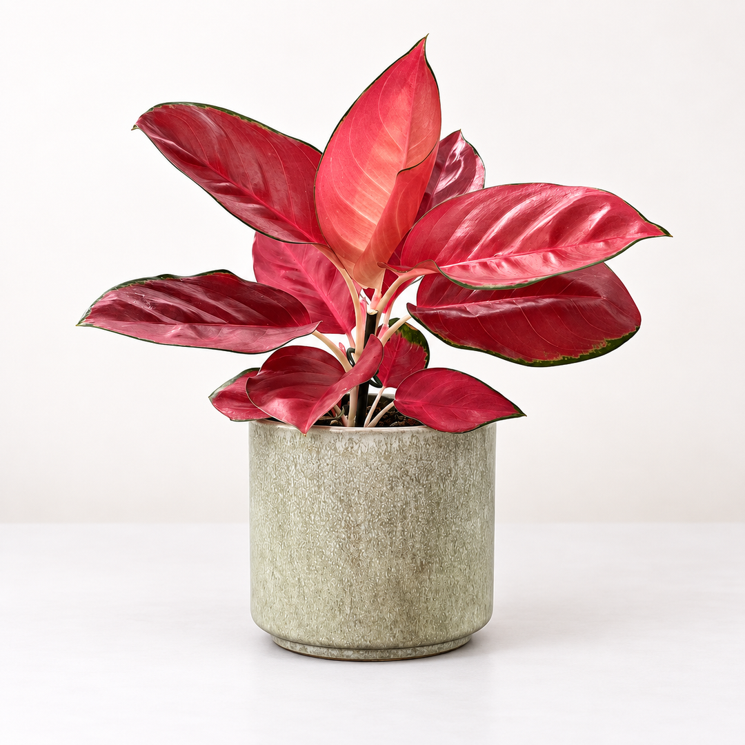 Aglaonema Suksom Foliage Dreams