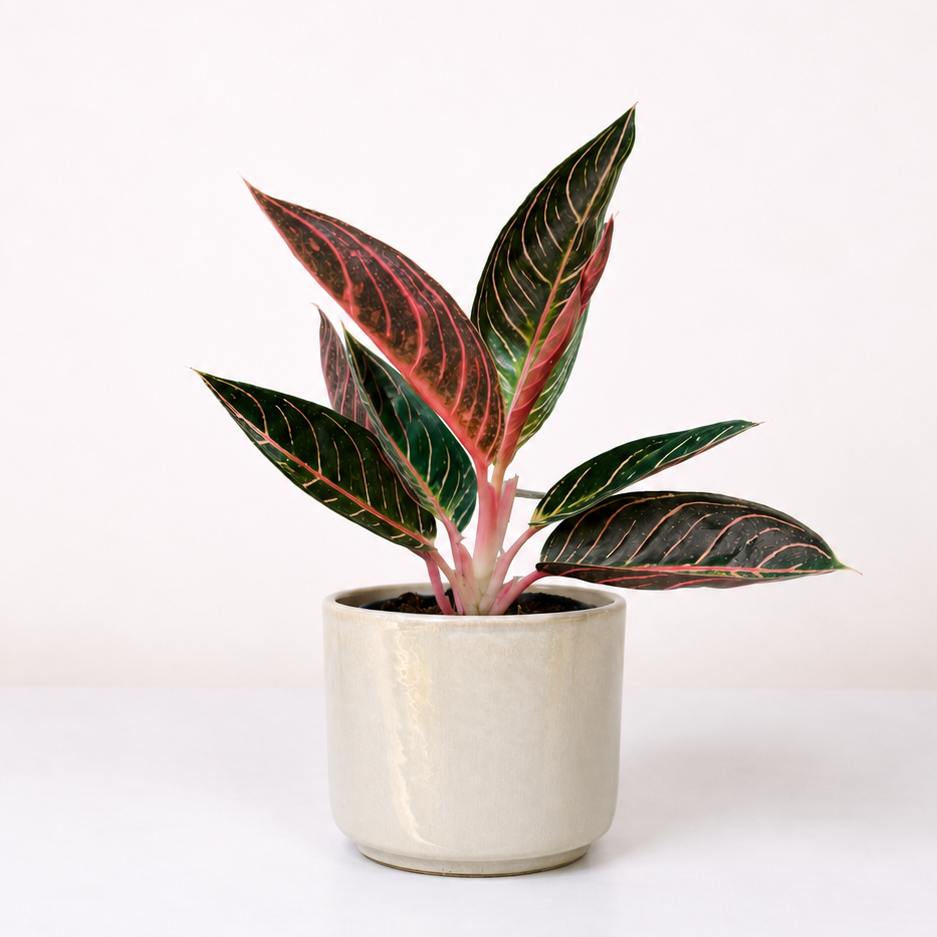 Aglaonema Sumatra Foliage Dreams
