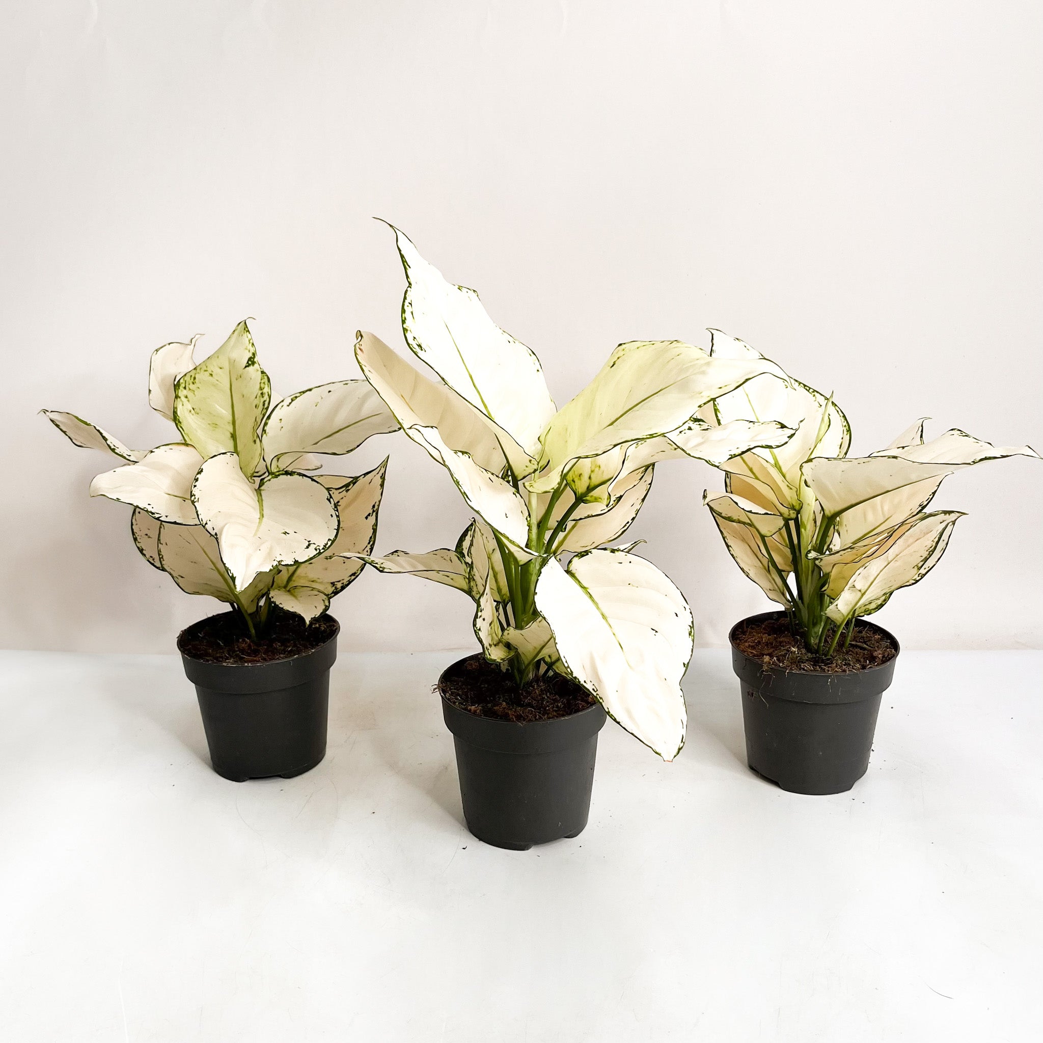 Plante Aglaonema White Joy - 25-35cm, Pot 12cm - Plante D'intérieur Facile - 9