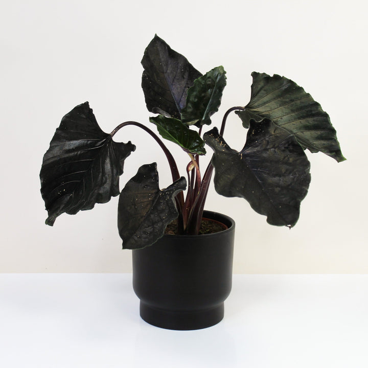 Alocasia Antoro Velvet ⌀19cm Foliage Dreams