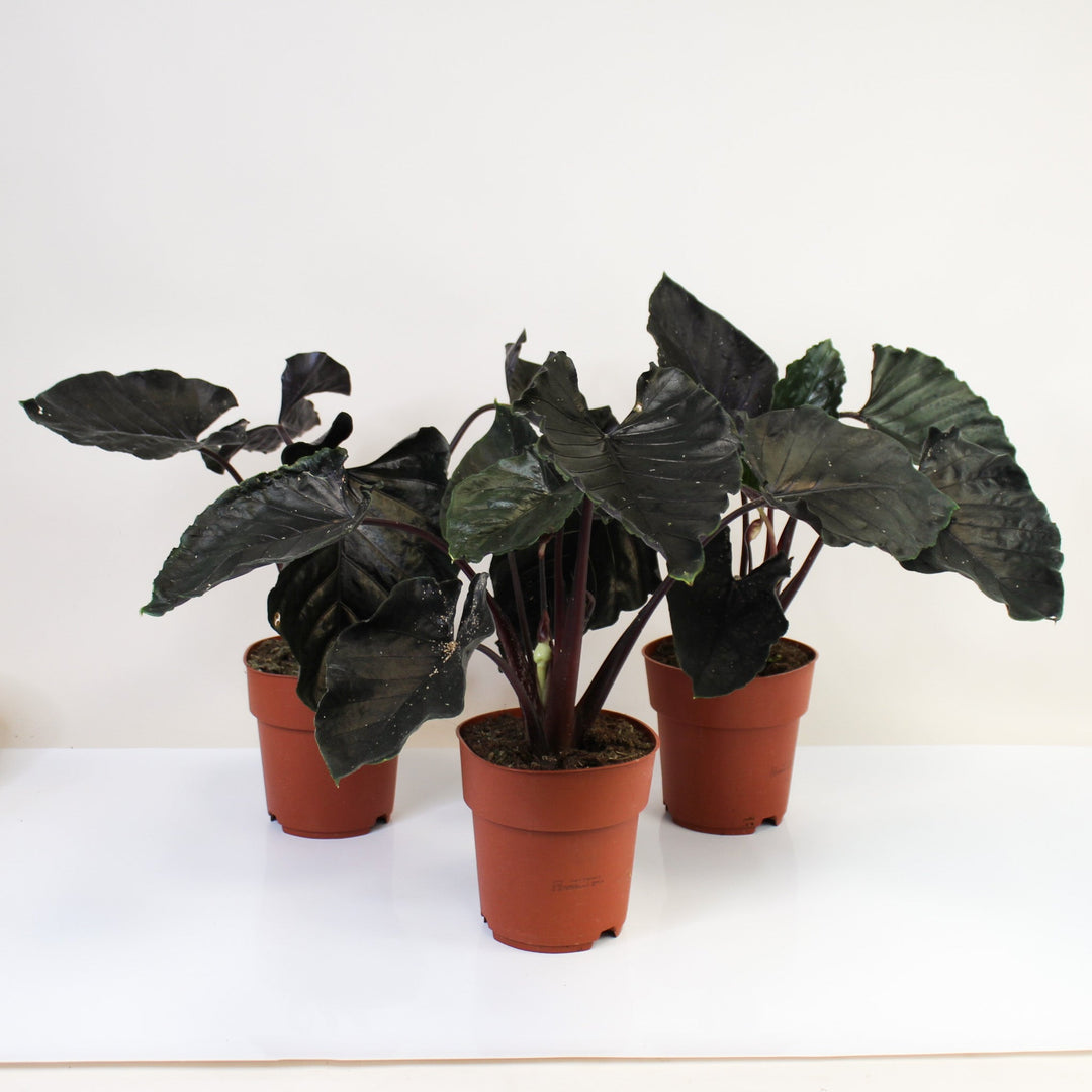 Alocasia Antoro Velvet ⌀19cm Foliage Dreams