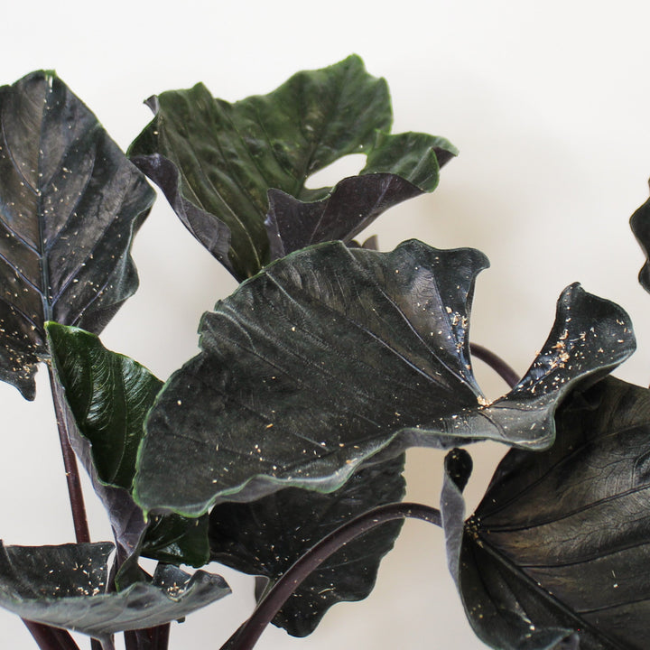 Alocasia Antoro Velvet Foliage Dreams