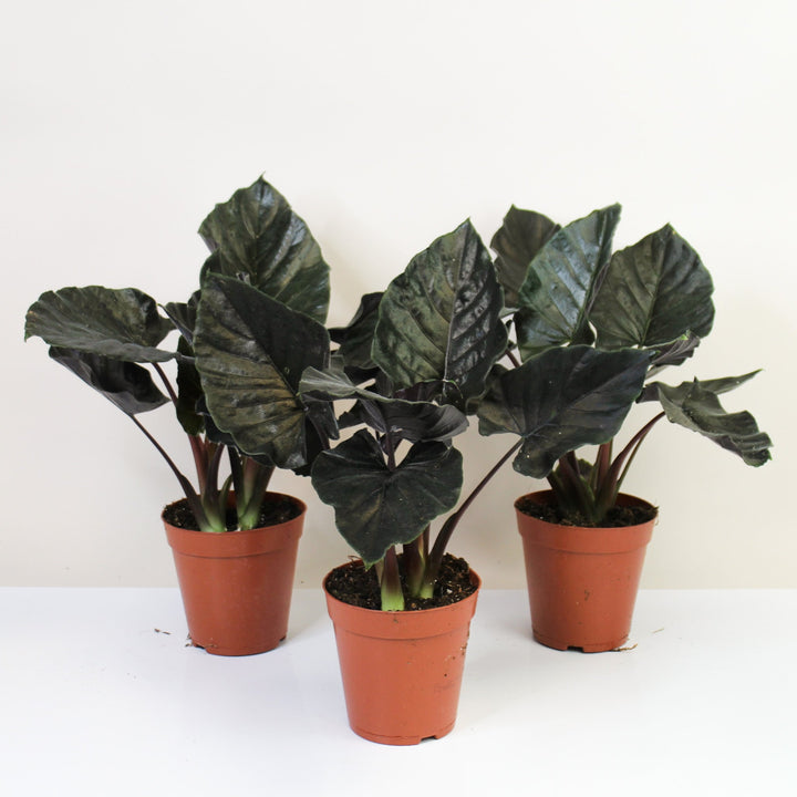 Alocasia Antoro Velvet Foliage Dreams