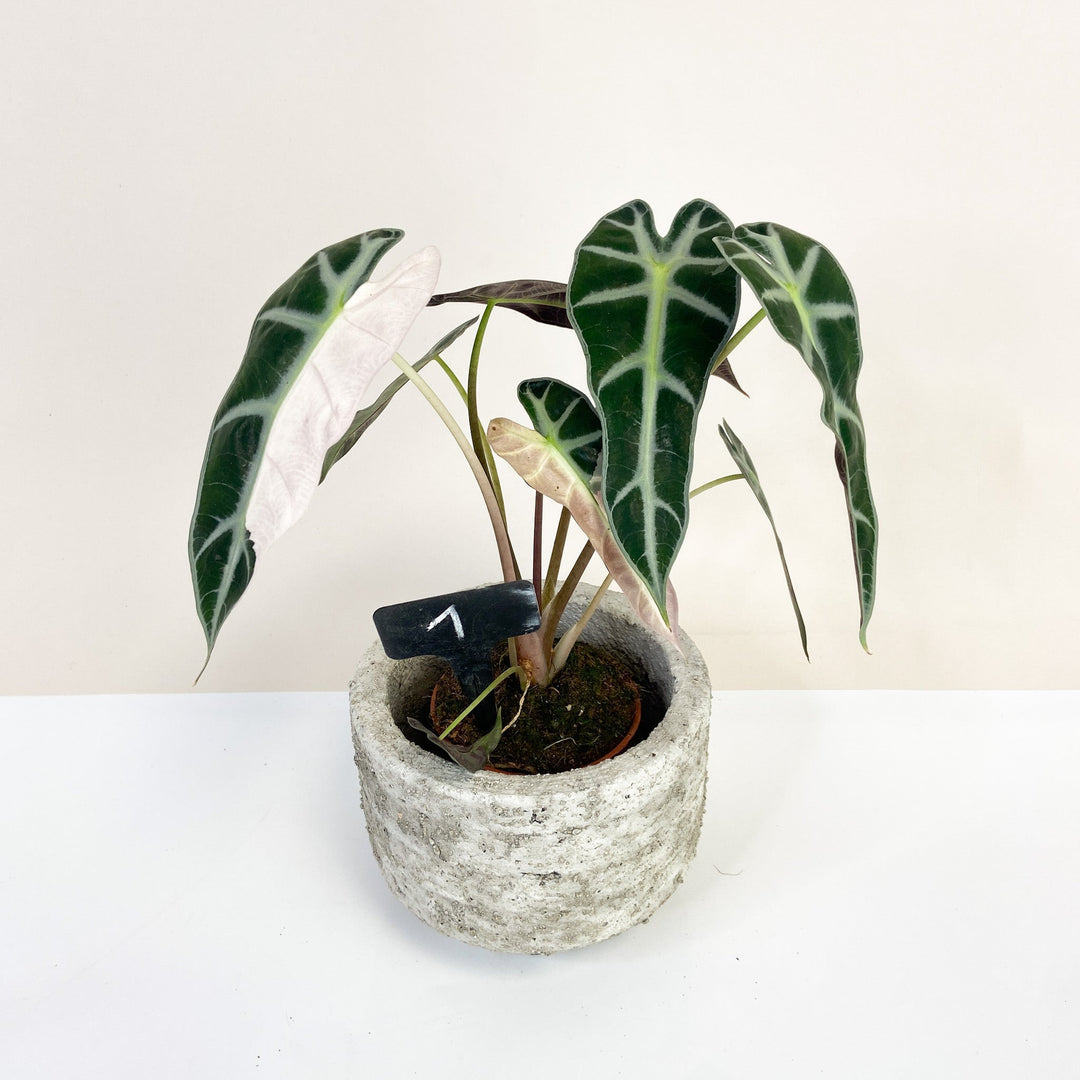 Alocasia Bambino Variegata 1 Foliage Dreams