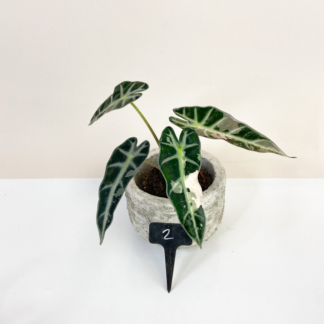 Alocasia Bambino Variegata 2 Foliage Dreams