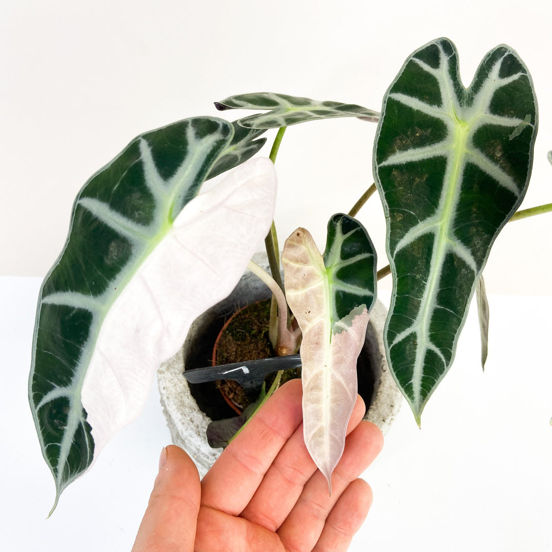 Alocasia Bambino Variegata Foliage Dreams