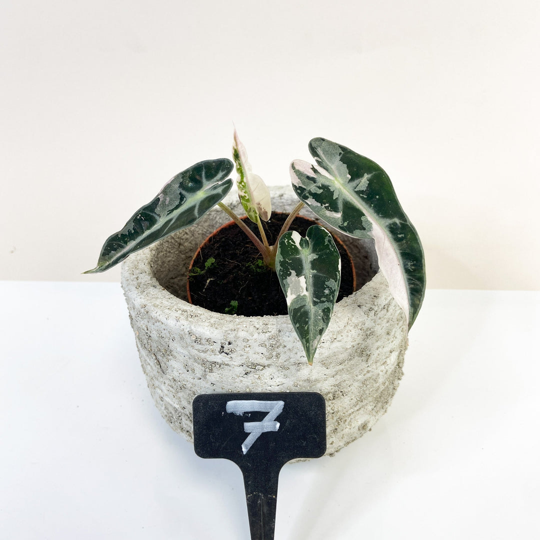 Alocasia Bambino Variegata 7 Foliage Dreams