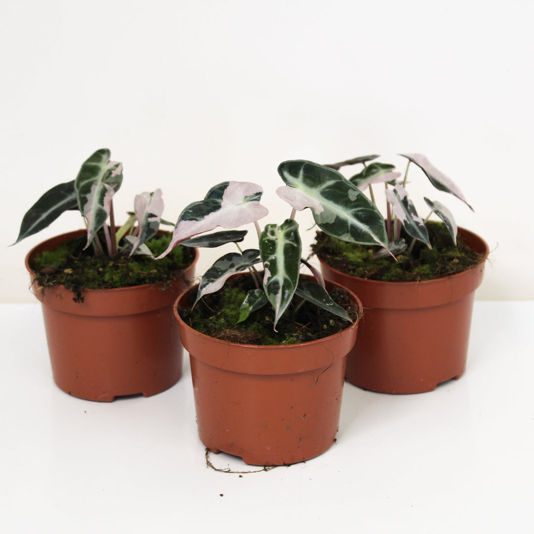Alocasia Bambino Variegata S Foliage Dreams