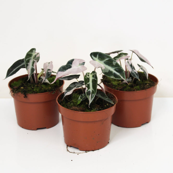 Alocasia Bambino Variegata S Foliage Dreams