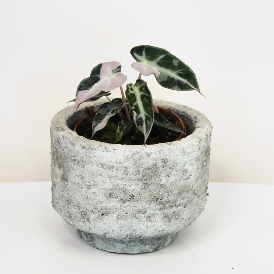Alocasia Bambino Variegata S Foliage Dreams