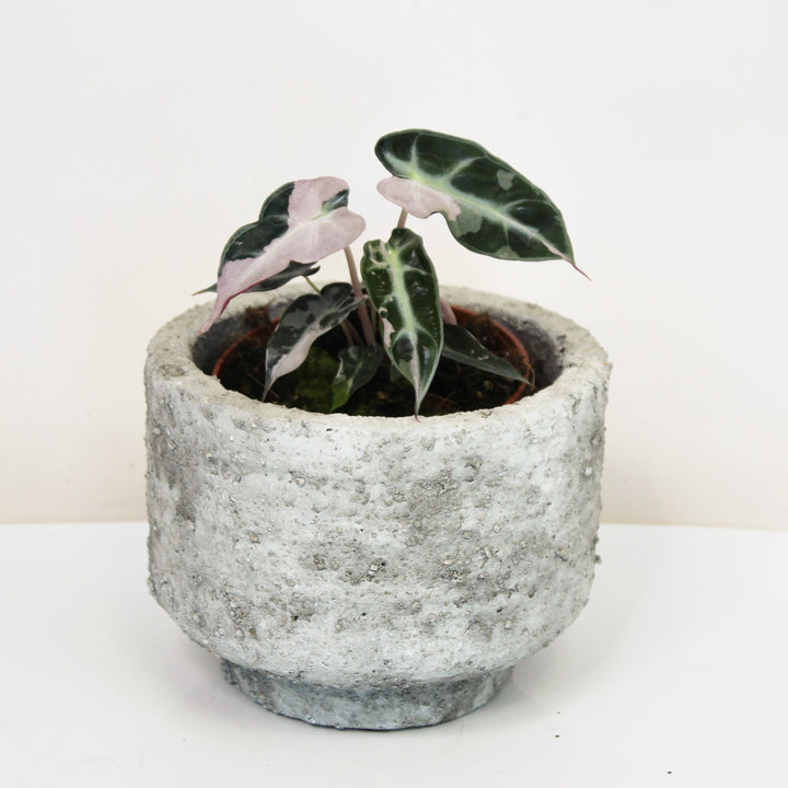 Alocasia Bambino Variegata S Foliage Dreams