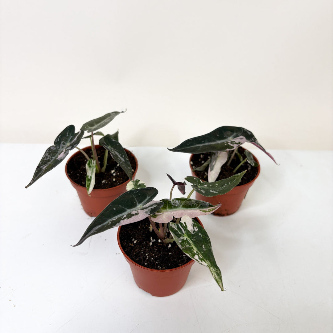 Alocasia Bambino Variegata S Foliage Dreams