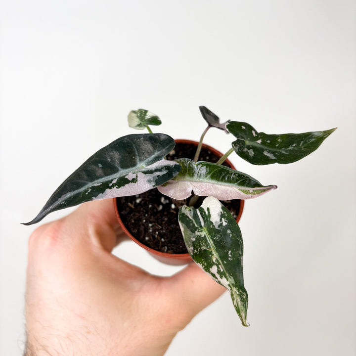 Alocasia Bambino Variegata S Foliage Dreams