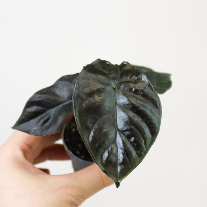 Alocasia Black Magic - Babypflanze Foliage Dreams