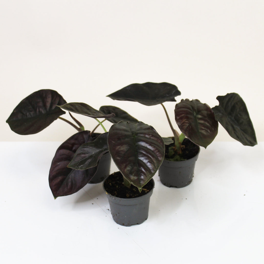 Alocasia Black Magic - Babypflanze Foliage Dreams