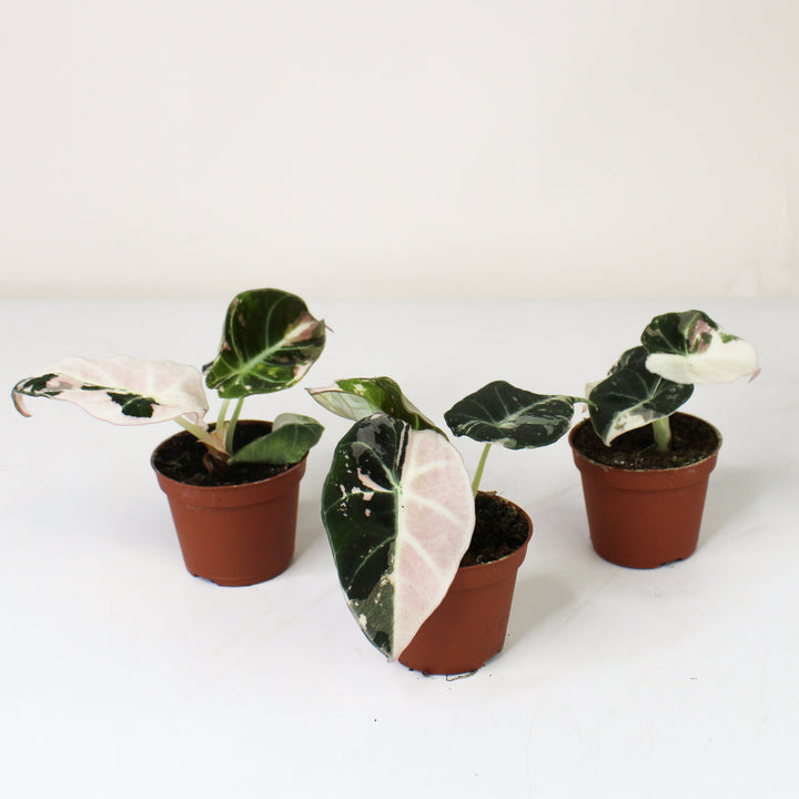 Alocasia Black Velvet Pink Variegata - Babypflanze Foliage Dreams