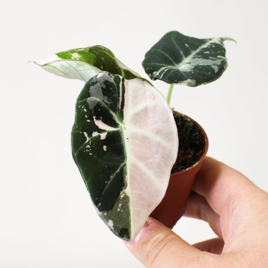 Alocasia Black Velvet Pink Variegata - Babypflanze Foliage Dreams