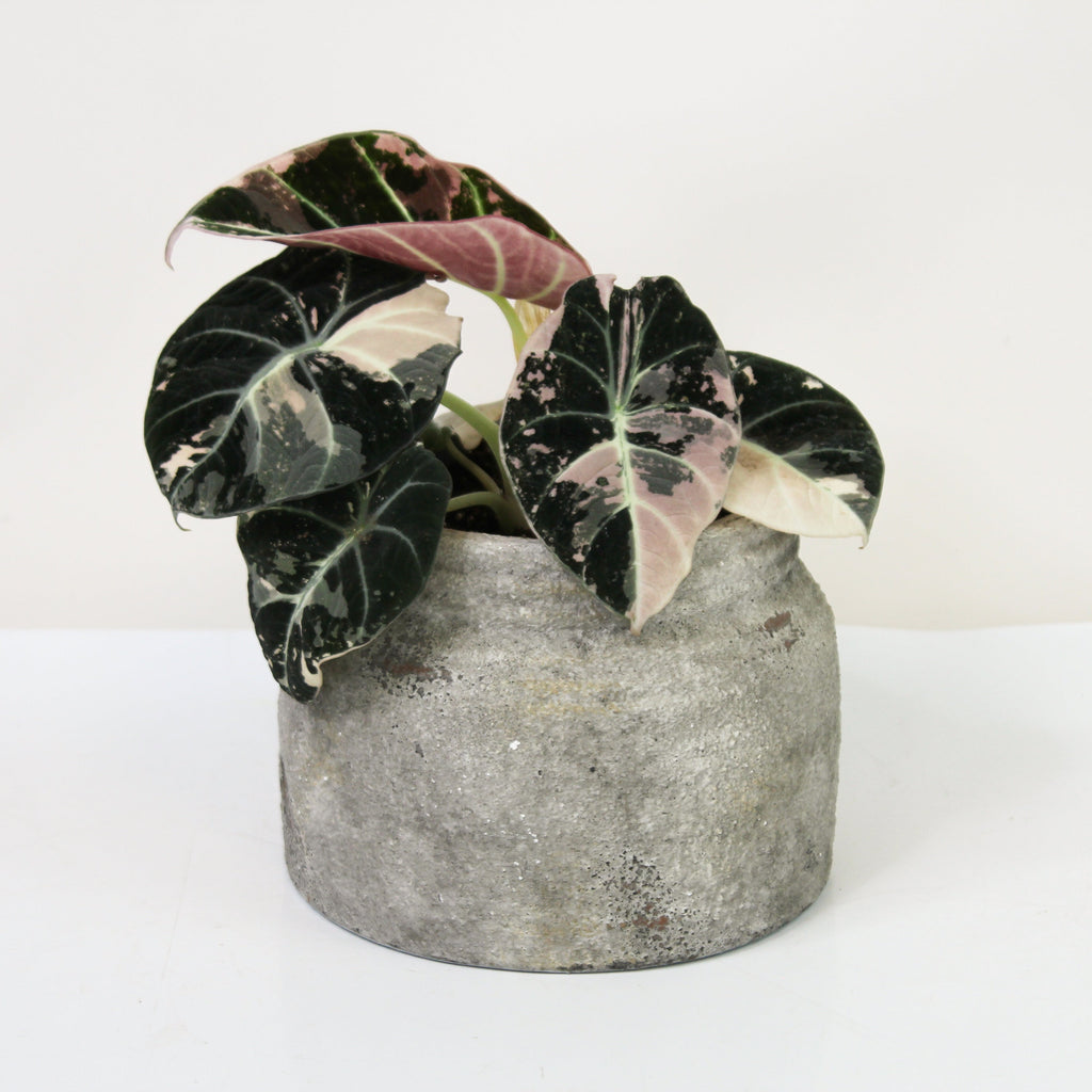 Alocasia Black Velvet Pink Variegata – Foliage Dreams