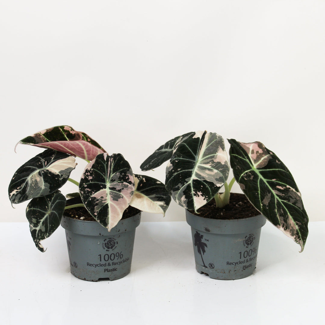 Alocasia Black Velvet Pink Variegata Foliage Dreams