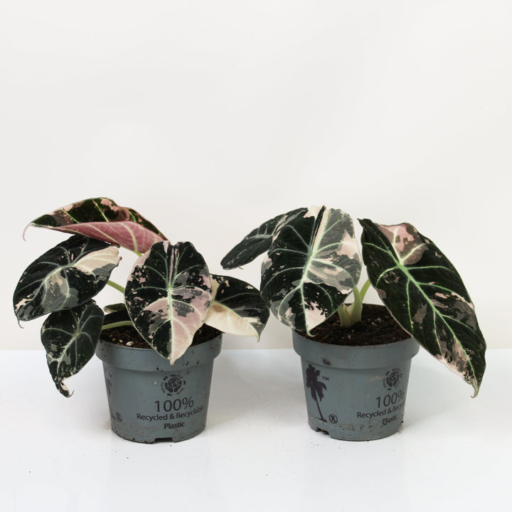 Alocasia Black Velvet Pink Variegata Foliage Dreams
