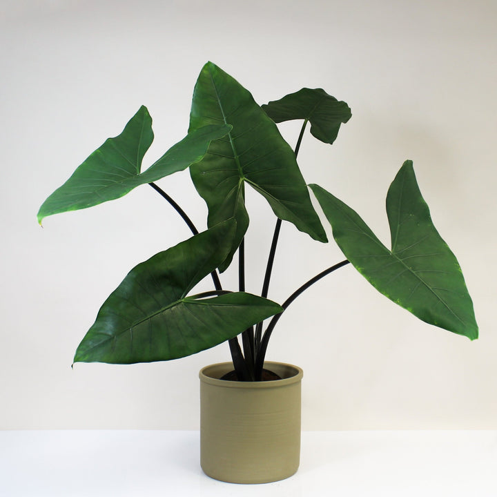 Alocasia Black Zebrina XXL Foliage Dreams