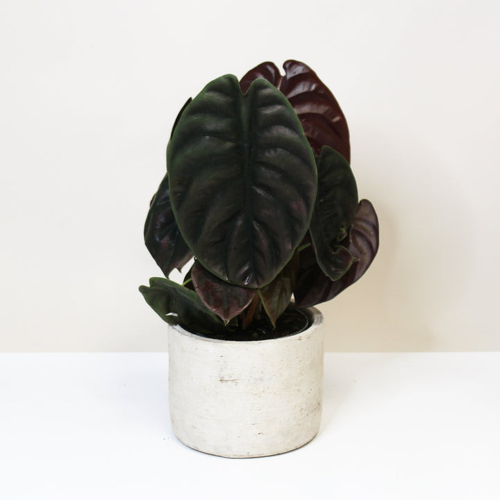 Alocasia Cuprea Red Secret Foliage Dreams