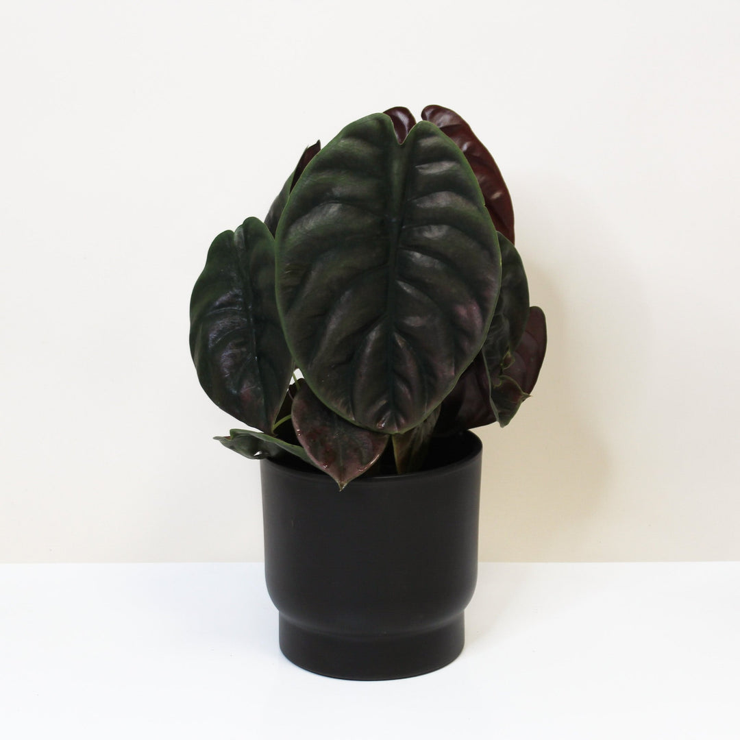 Alocasia Cuprea Red Secret M Foliage Dreams