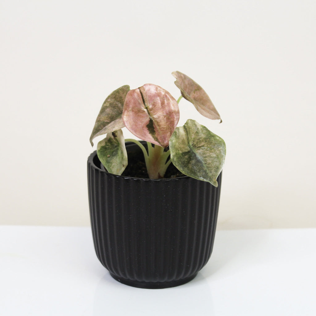 Alocasia Cuprea Variegata