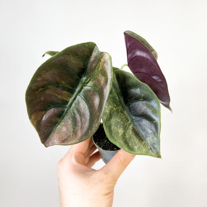 Alocasia Cuprea Variegata - Babypflanze Foliage Dreams