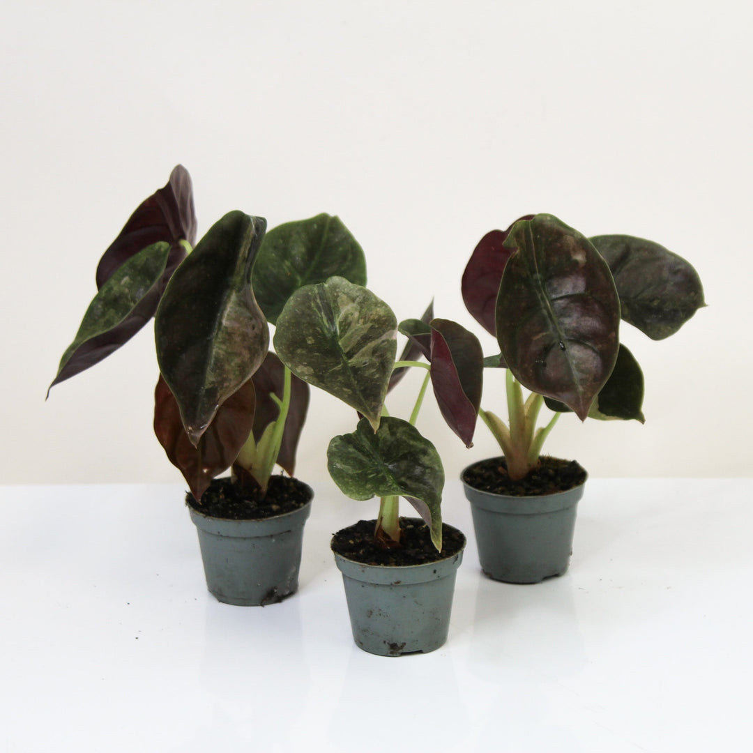 Alocasia Cuprea Variegata - Babypflanze Foliage Dreams